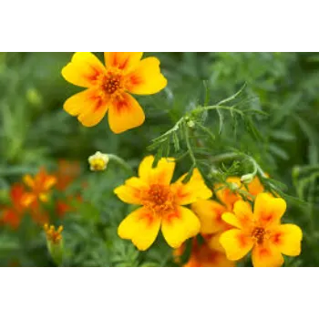Brilliant Marigold Flowers